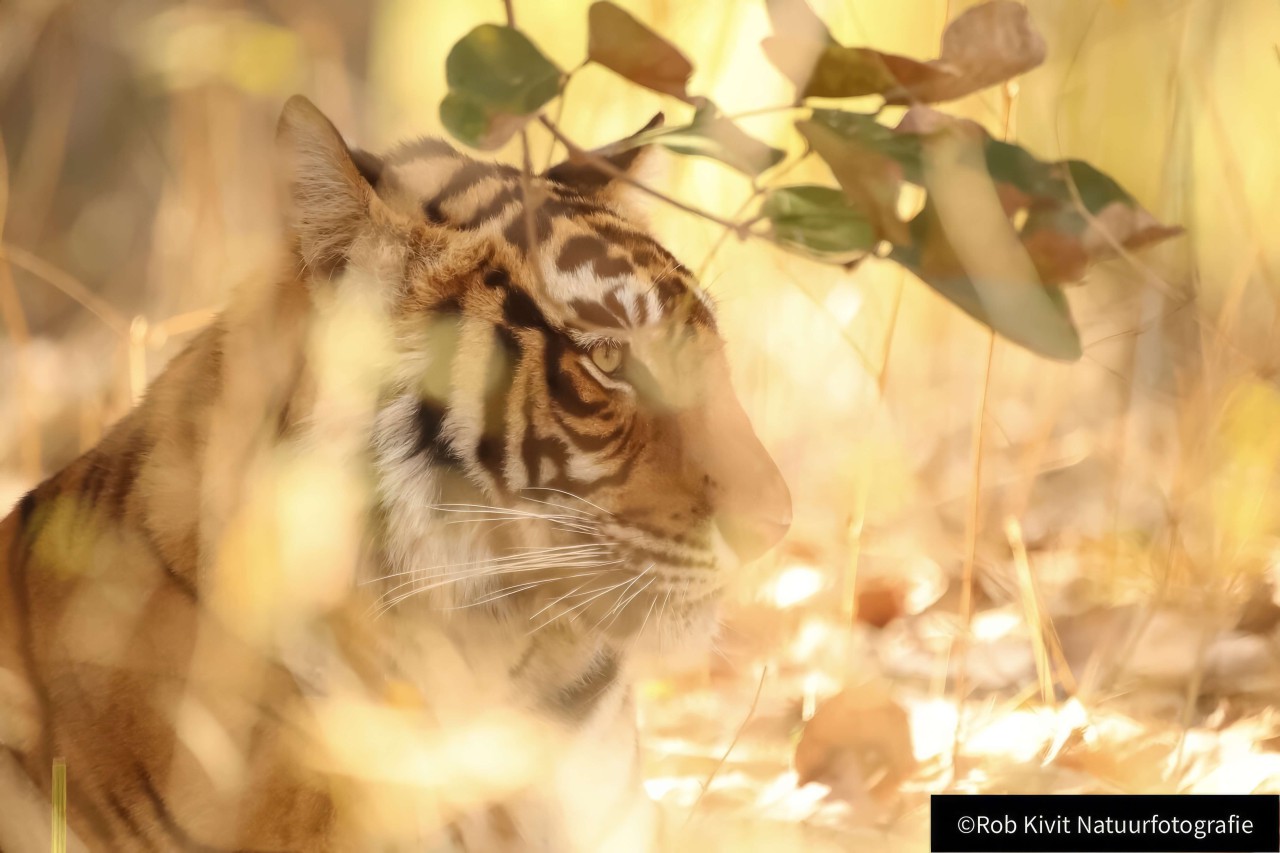 rlk_IMG_0208-India2019