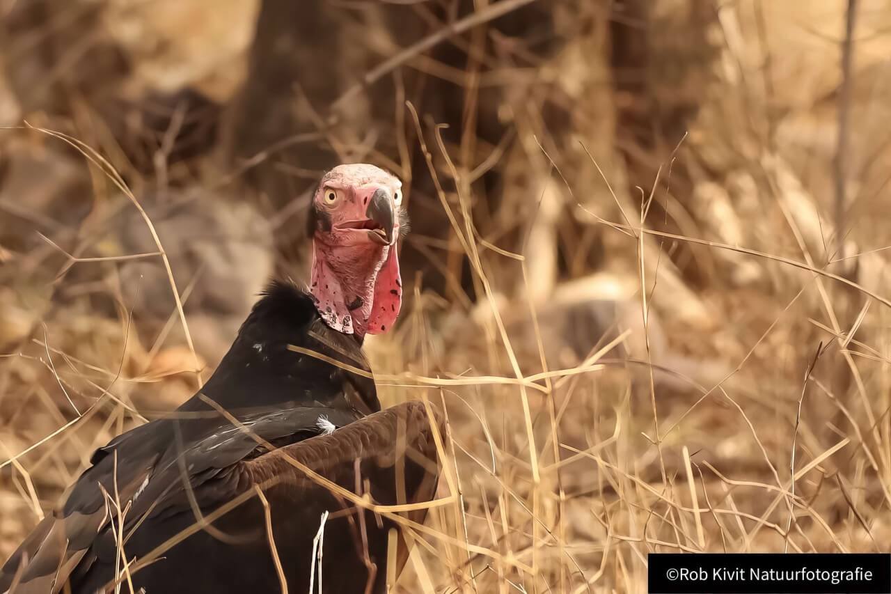 rlk_IMG_0236-India2019