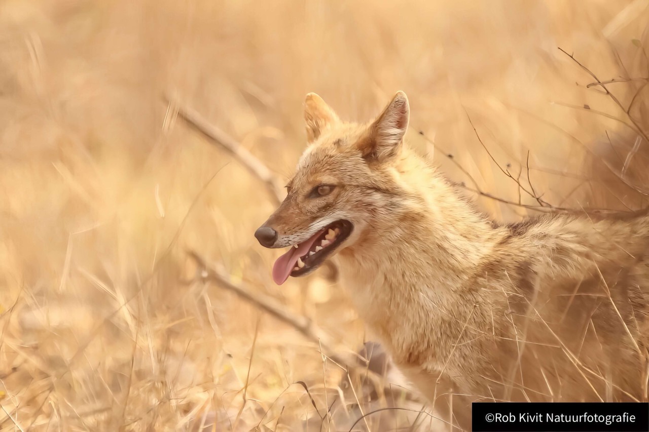 rlk_IMG_0240-India2019