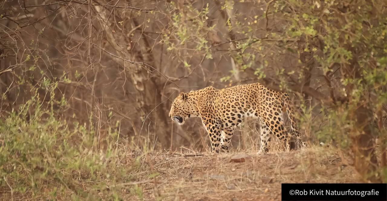 rlk_IMG_0242-India2019