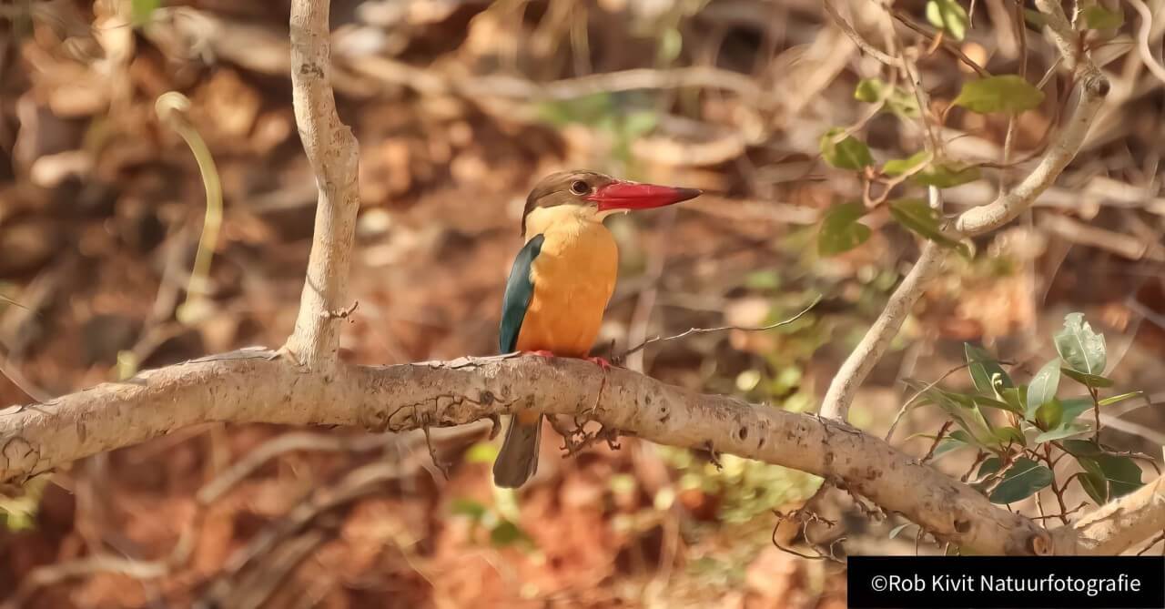 rlk_IMG_0252-India2019