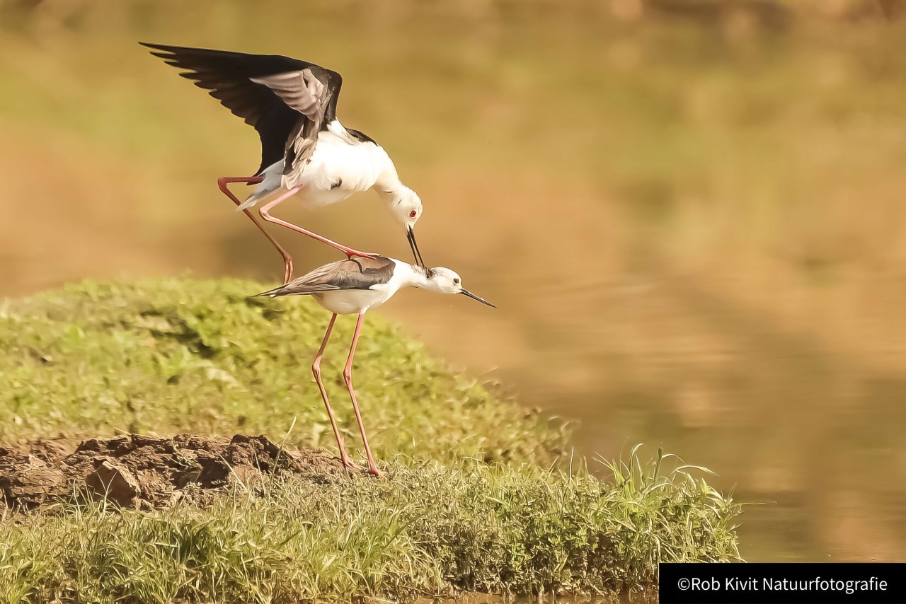 rlk_IMG_0291-India2019