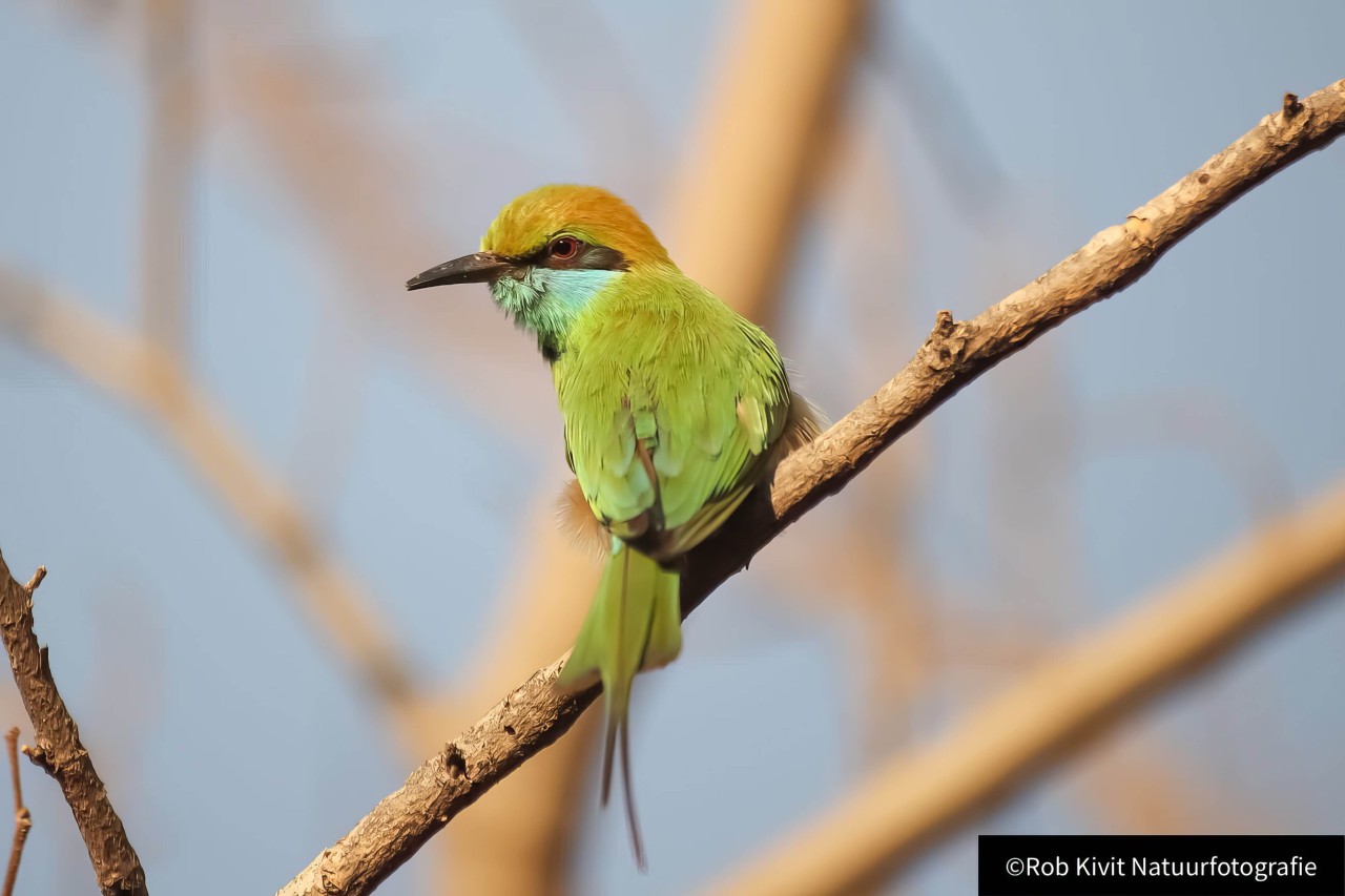 rlk_IMG_0319-India2019