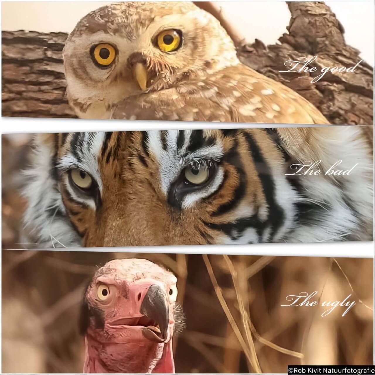 rlk_IMG_0358-India2019