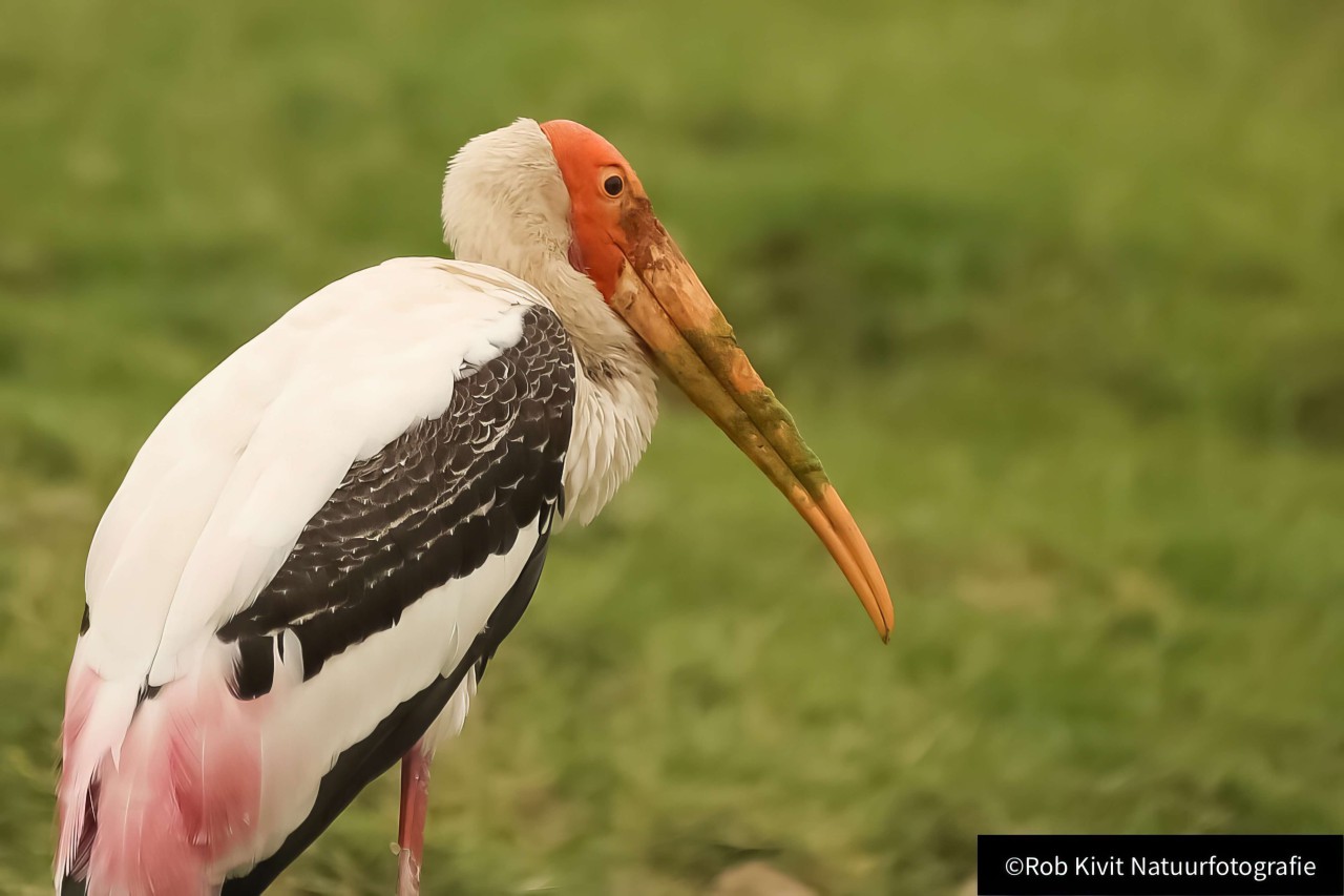 rlk_IMG_0372-India2019