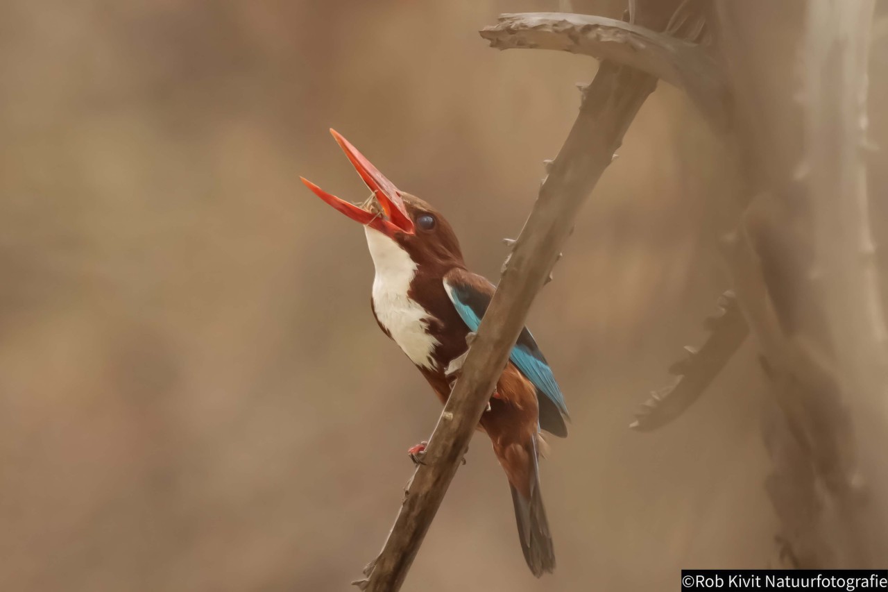 rlk_IMG_0394-India2019