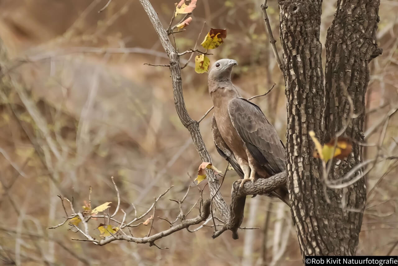 rlk_IMG_0395-India2019