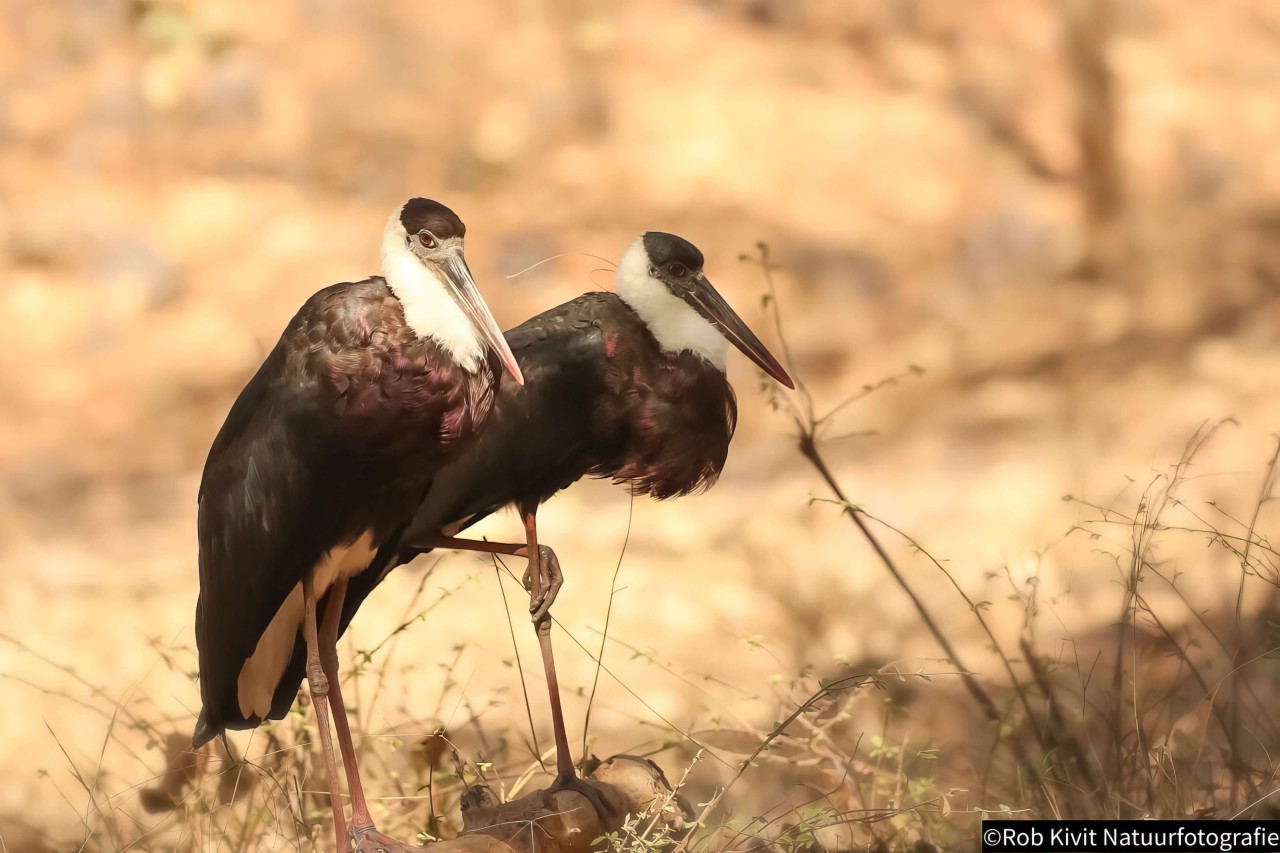 rlk_IMG_0423-India2019