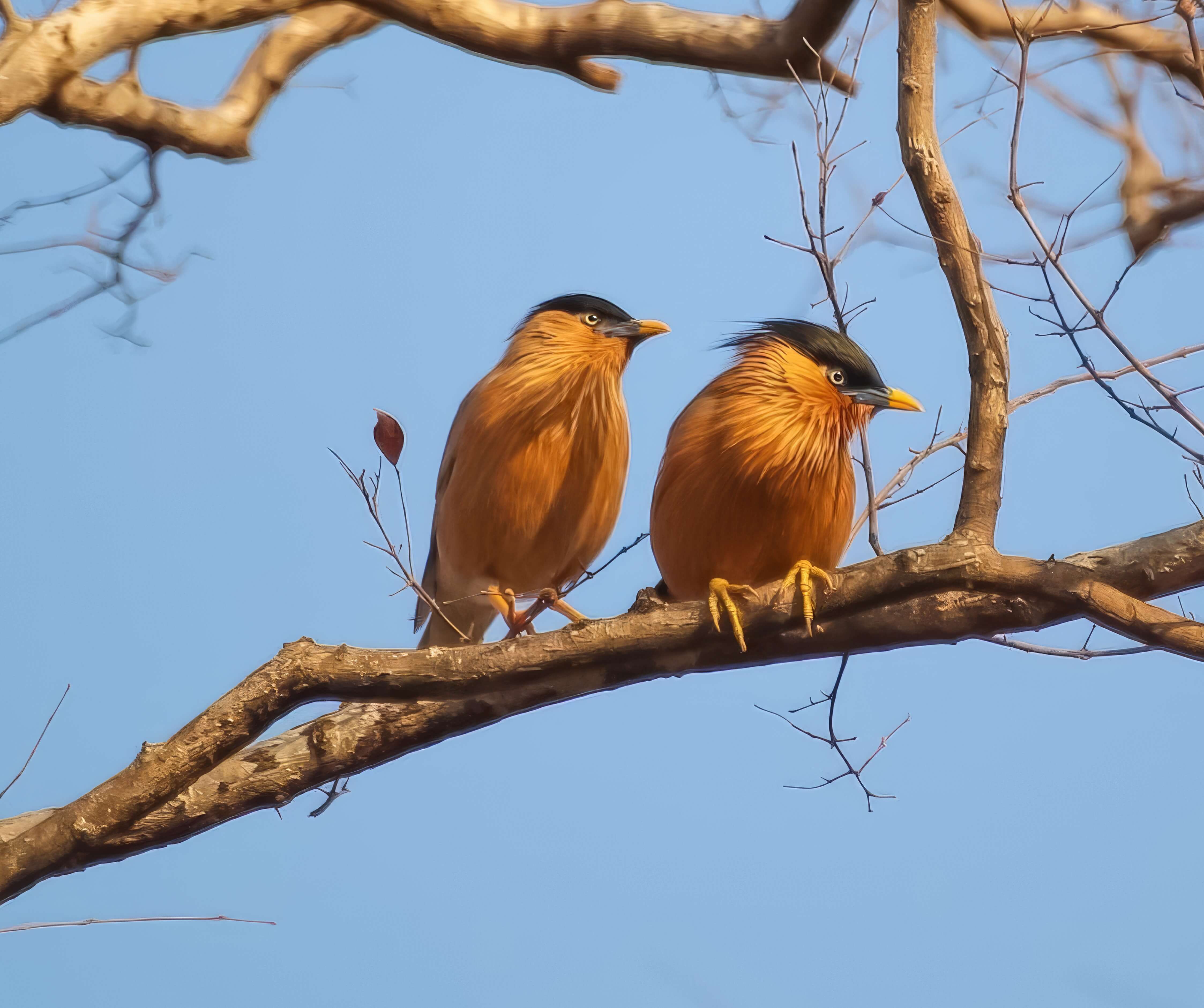 Dynamic Content Image