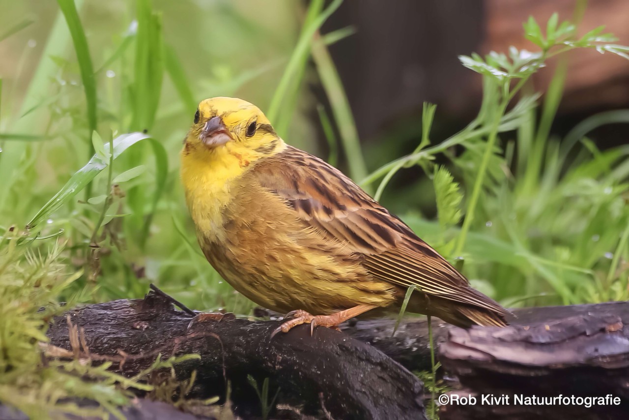 rlk_IMG_0099-LemelerbergHB7Overijssel