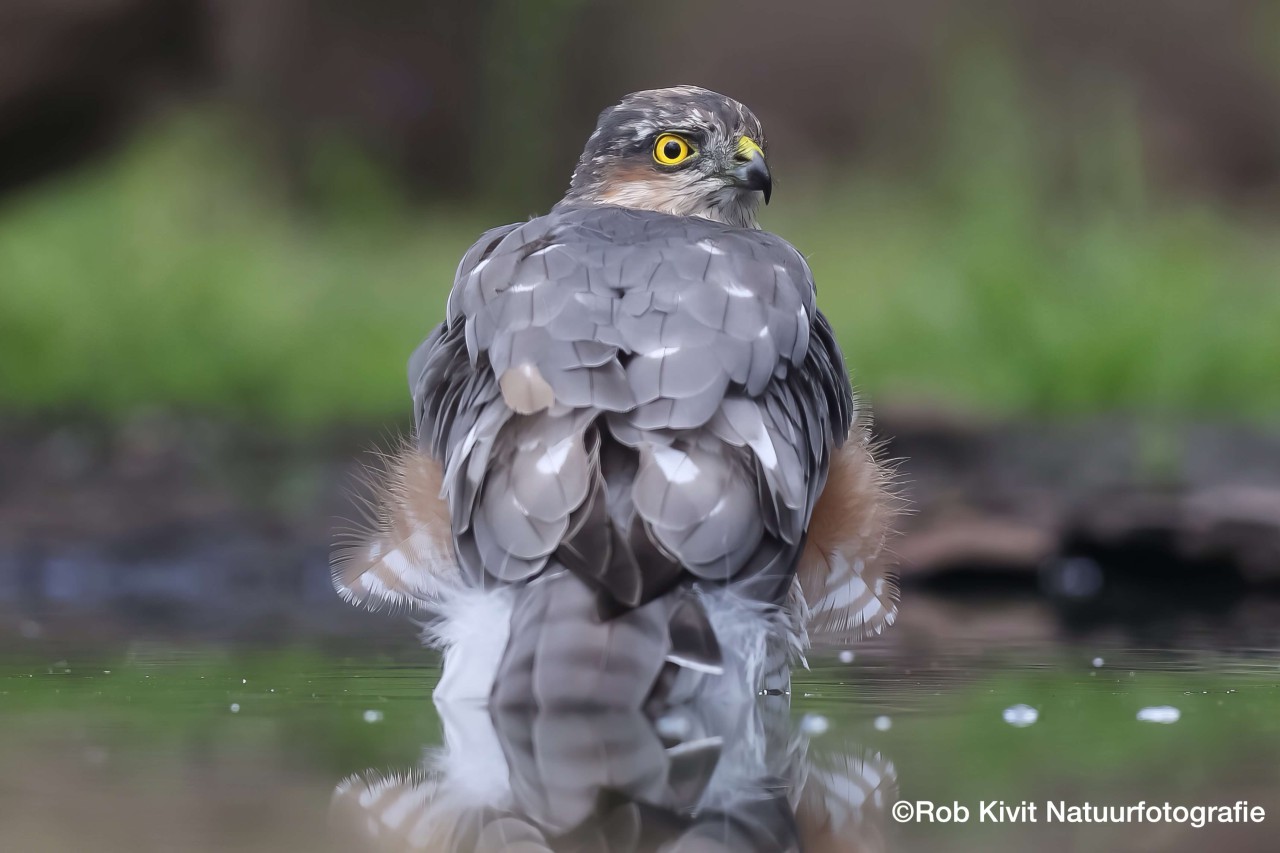 rlk_IMG_0136-LemelerbergHB7Overijssel
