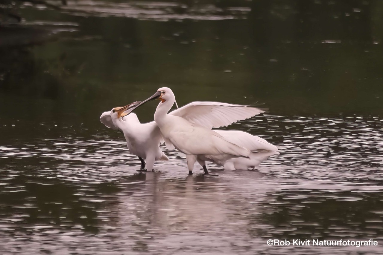 rlk_IMG_0001-QuackjeswaterVoornesDuin