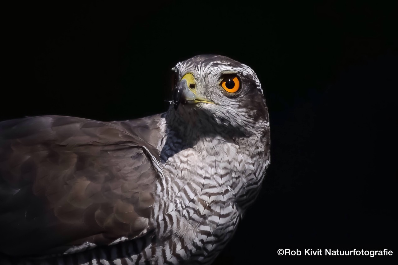 rlk_IMG_8311-RucphenseBossen-