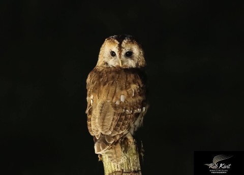 Bosuil (Tawny owl)