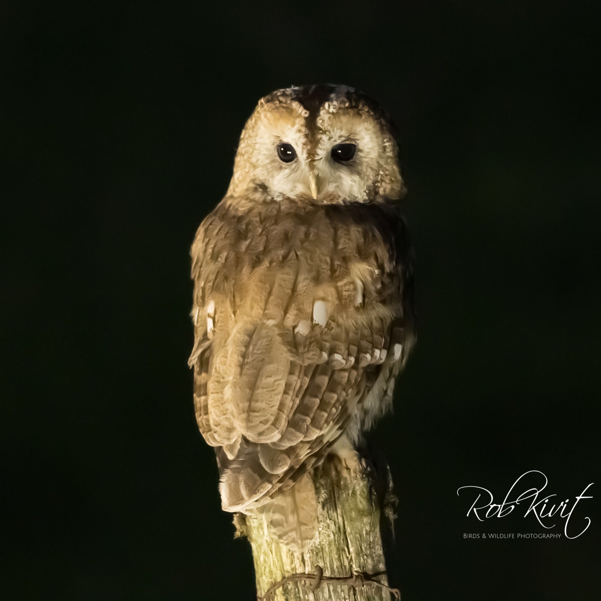 Dynamic Content Image