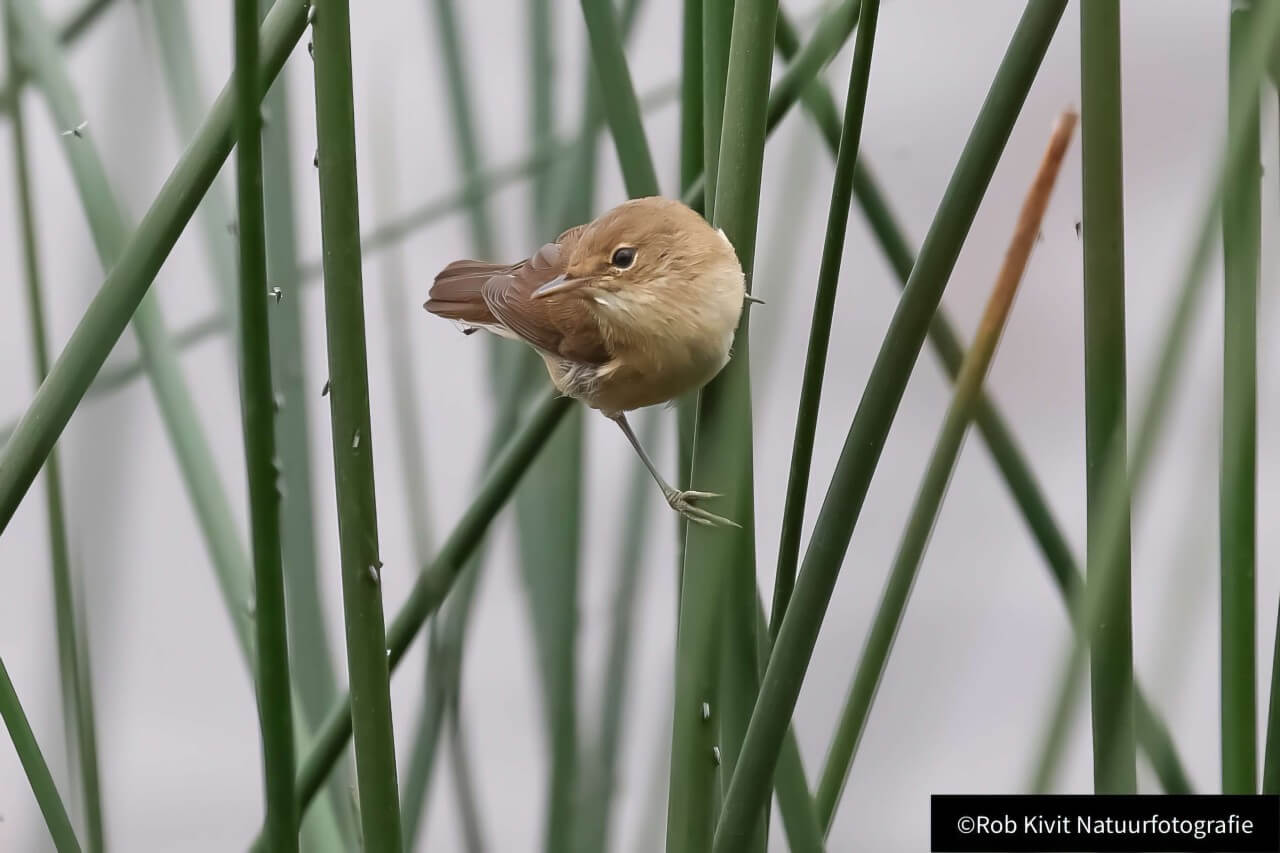 rlk_IMG_0075-StarrevaartLeidschendam-