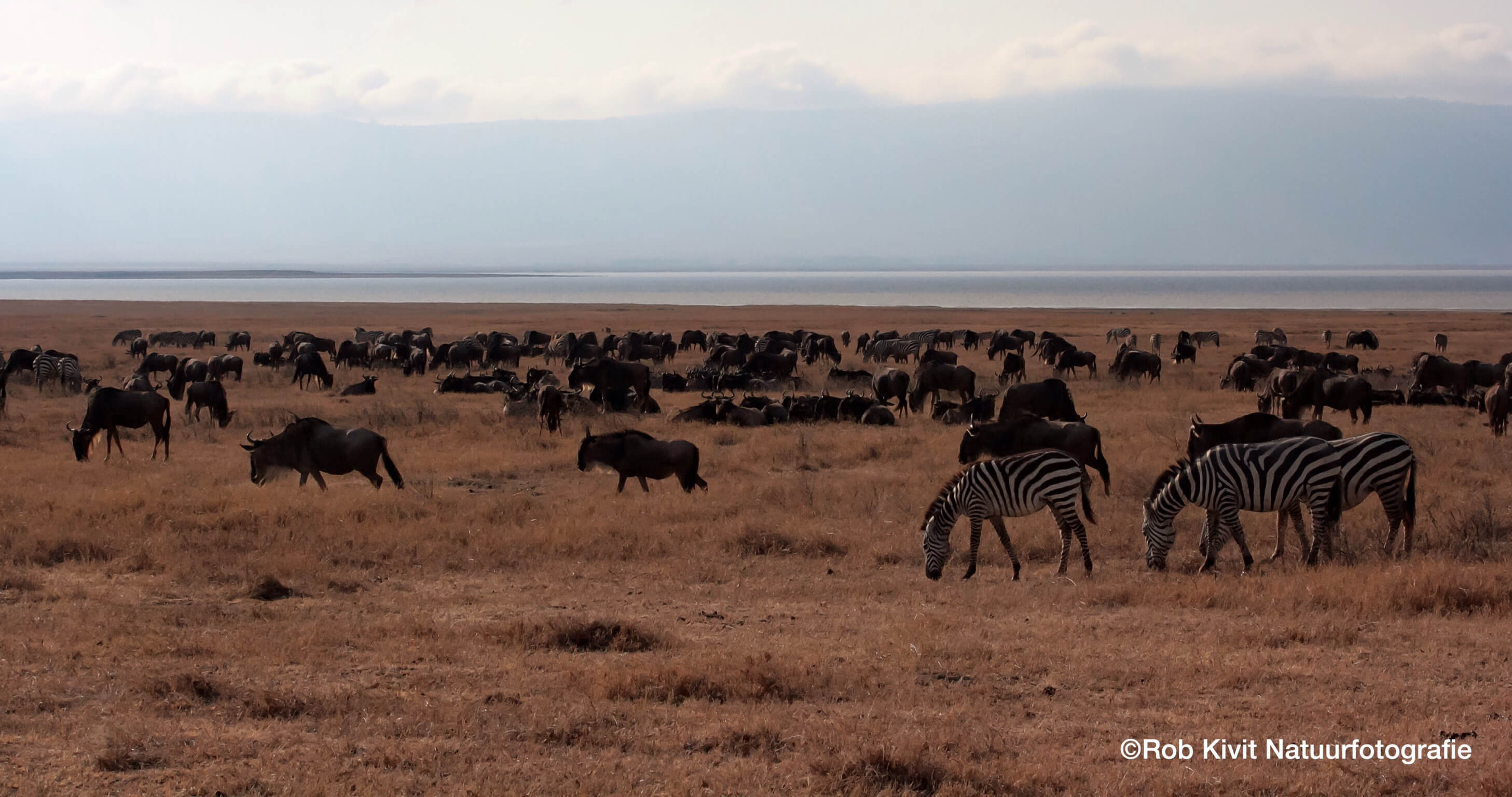 Dynamic Content Image