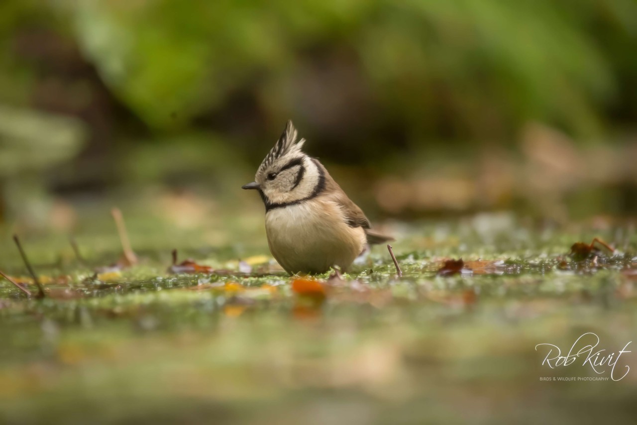 rlk_8FFDEF10-EBD1-42A4-A76B-086A14FCF88C-Vogelhut-Drunen-