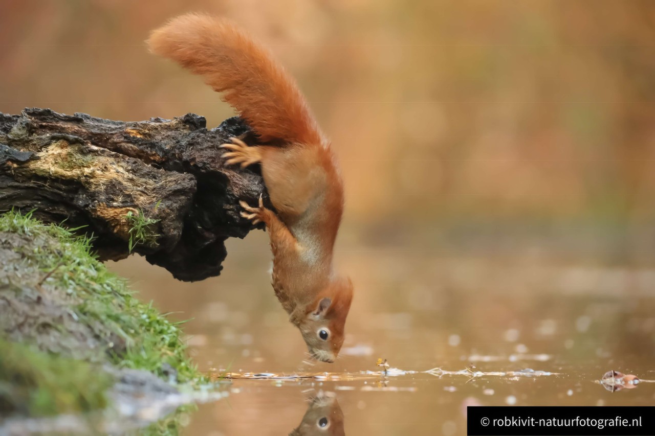 rlk_IMG_0067-Vogelhut-Drunen-
