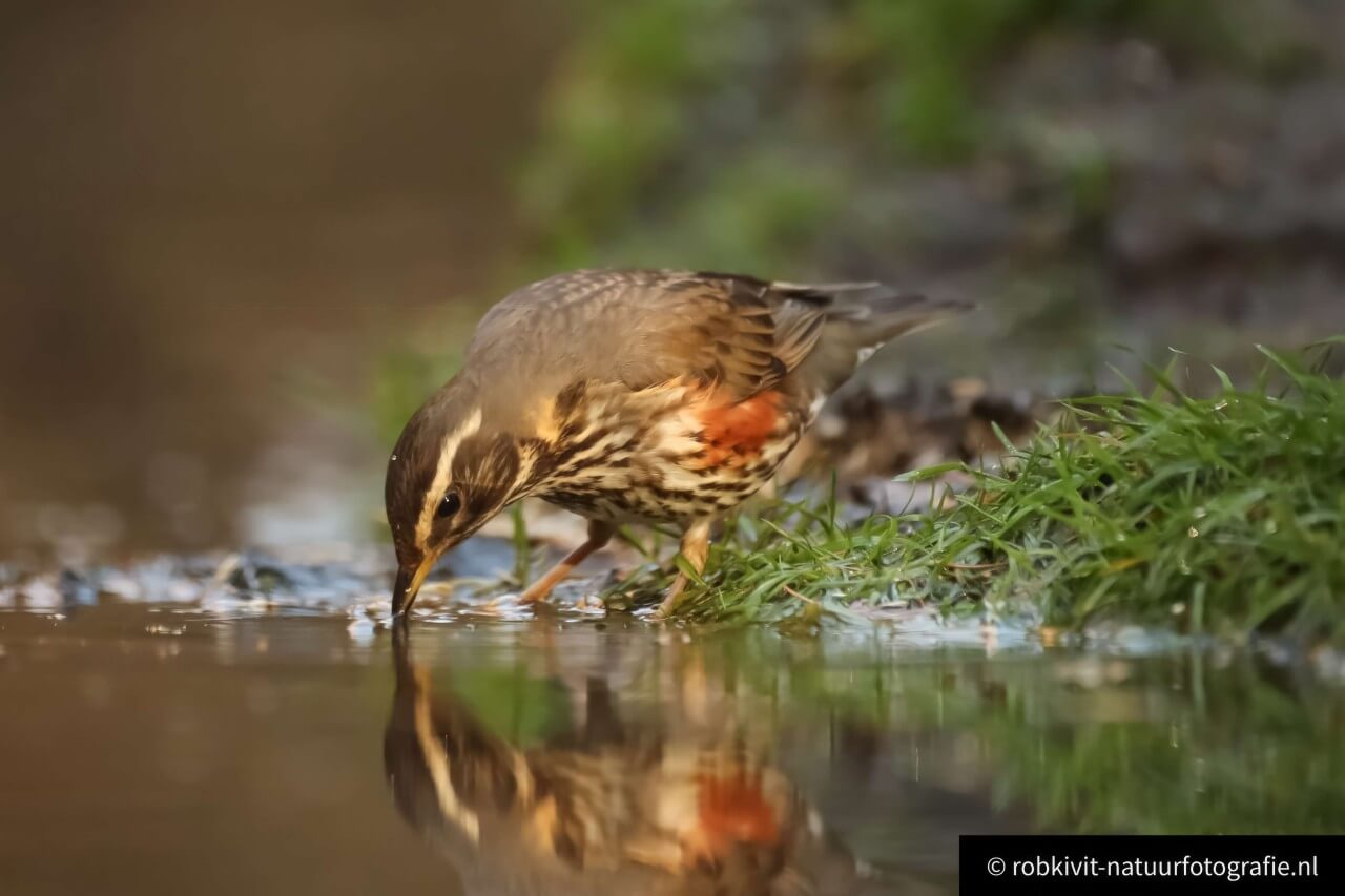 rlk_IMG_0078-Vogelhut-Drunen-