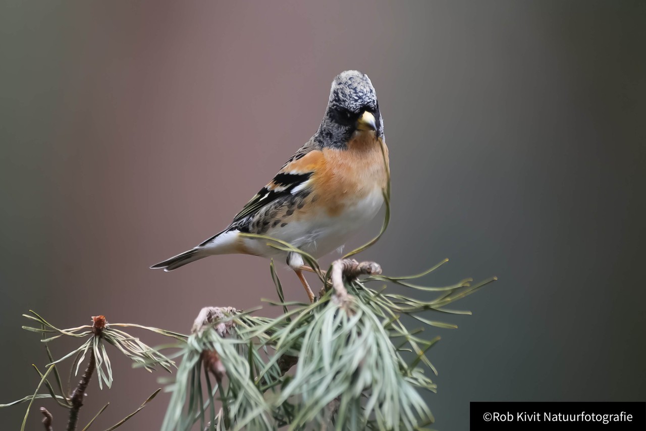 rlk_IMG_0019-Vogelhut-Oosterhout
