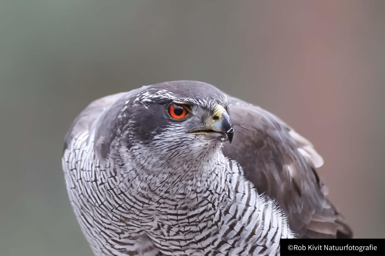 rlk_IMG_0061-Vogelhut-Oosterhout