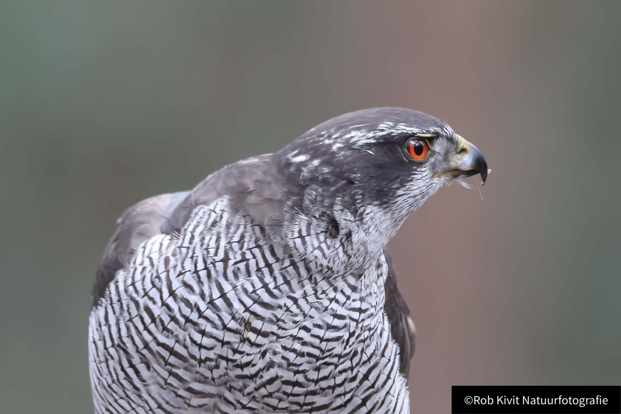 rlk_IMG_0064-Vogelhut-Oosterhout