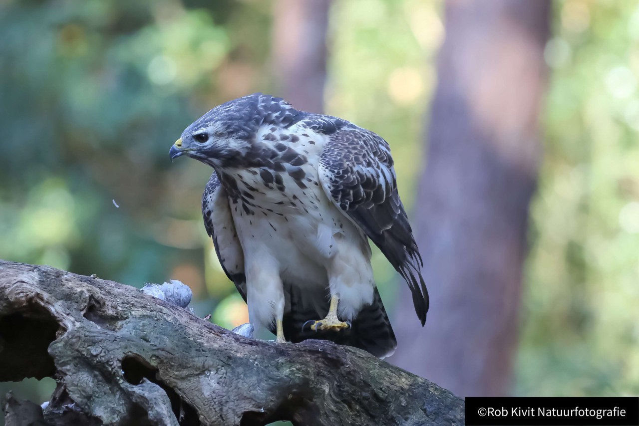 rlk_IMG_0157-Vogelhut-Oosterhout
