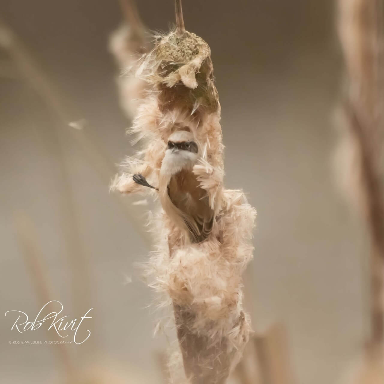 rlk_A5CC1DF5-D2CE-447C-BCD7-003F51589999-Vogeltrip_Berkel_en_Oostvoorne---