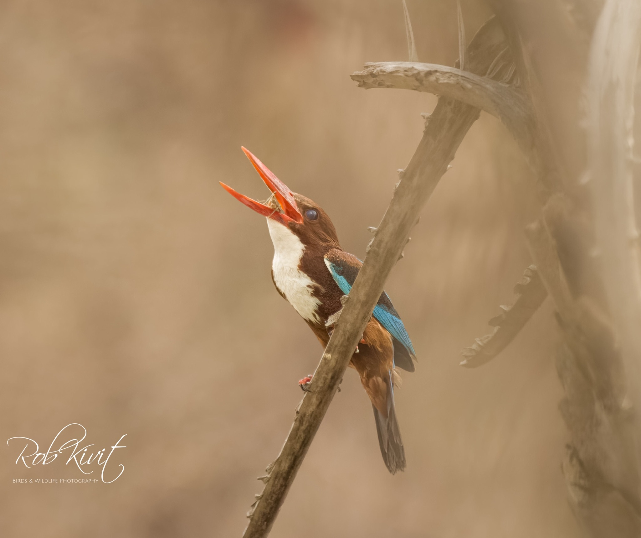 Dynamic Content Image