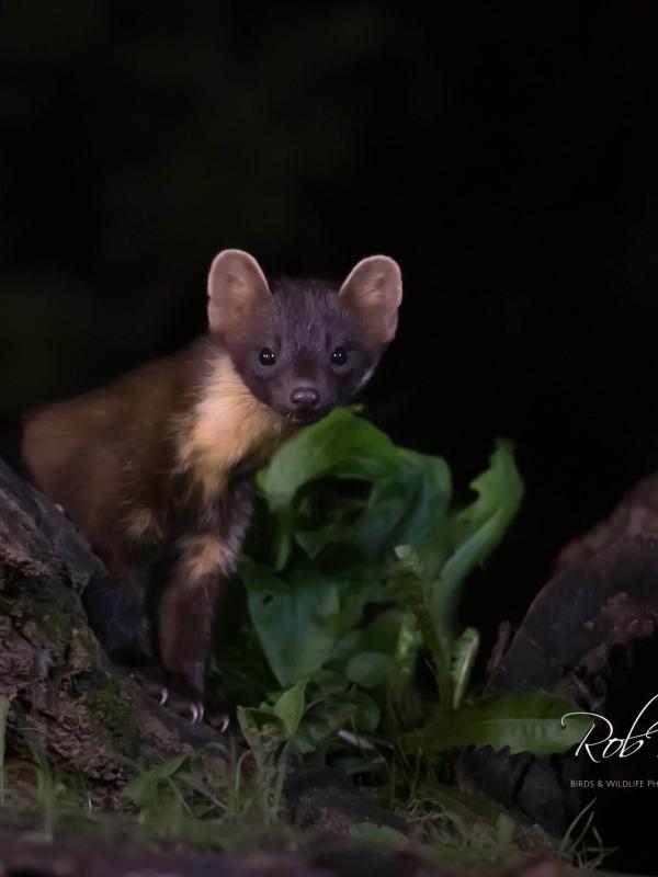 Boommarter (Pine Marten)