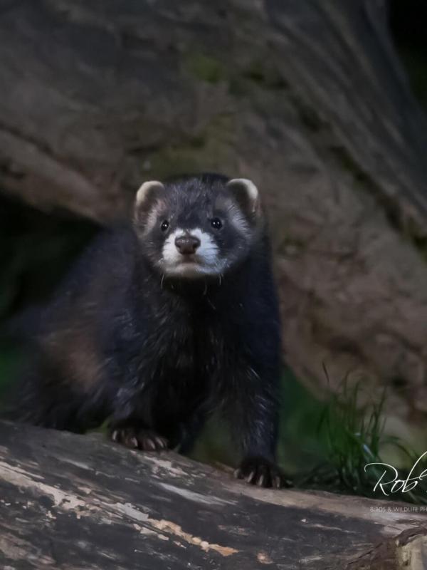 Bunzing (Polecat)