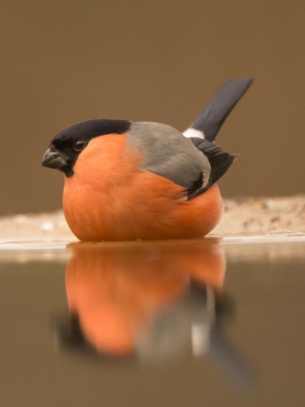 Goudvink (Bullfinch)
