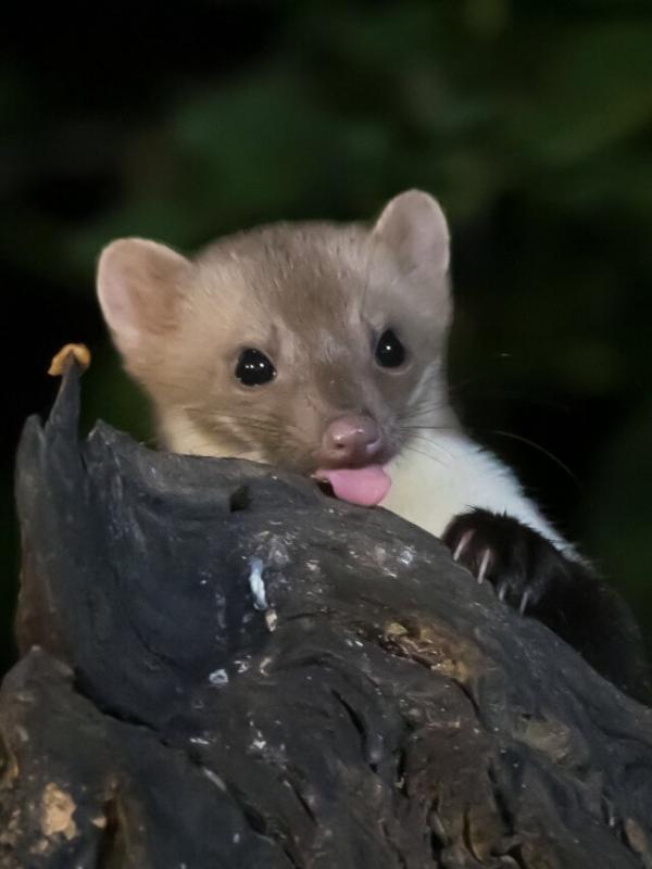 Steenmarter (Stone Marten)